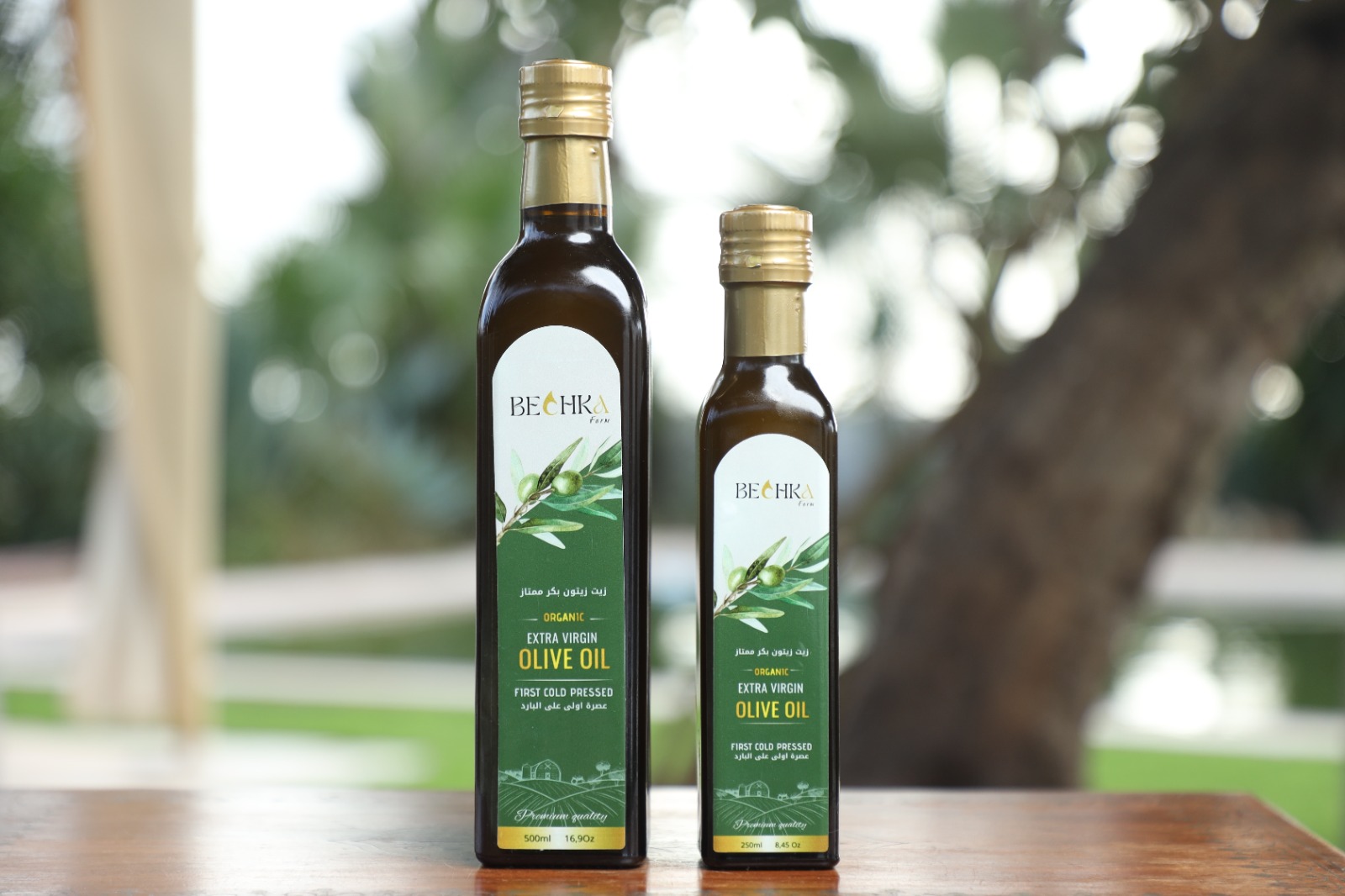 Récolte olives Bechka Farm